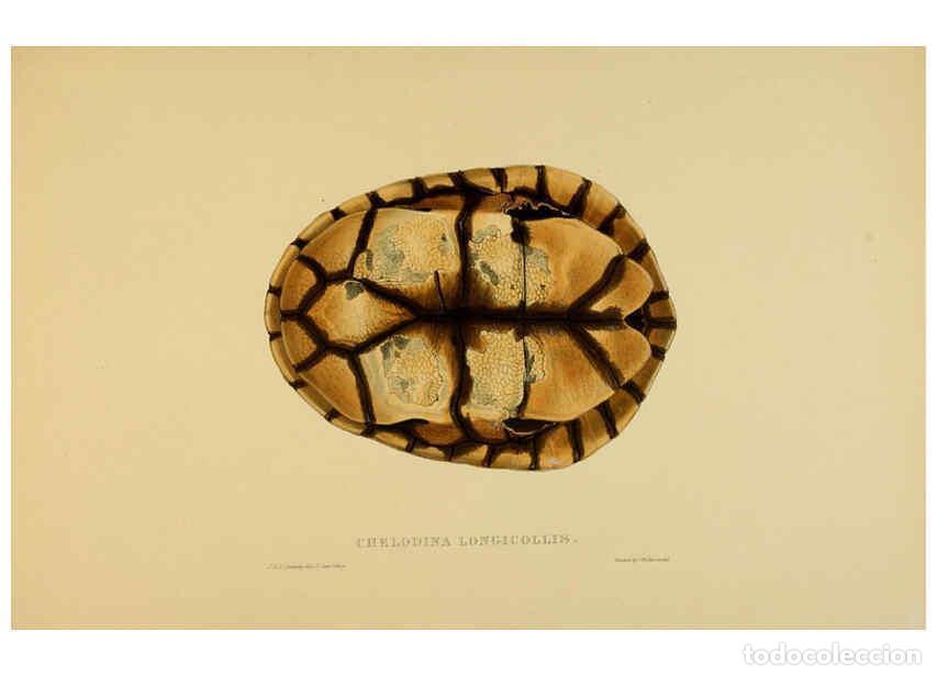 Collectionnisme de Revues et Journaux: Reproducci&oacute;n/Reproduction 5977850631: Tortoises, terrapins, and turtles London, Paris, and Frankfort