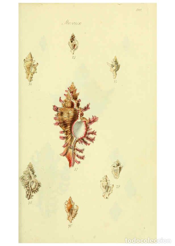Collectionnisme de Revues et Journaux: Reproducci&oacute;n/Reproduction 5977958807: The conchological illustrations or, Coloured figures of all th
