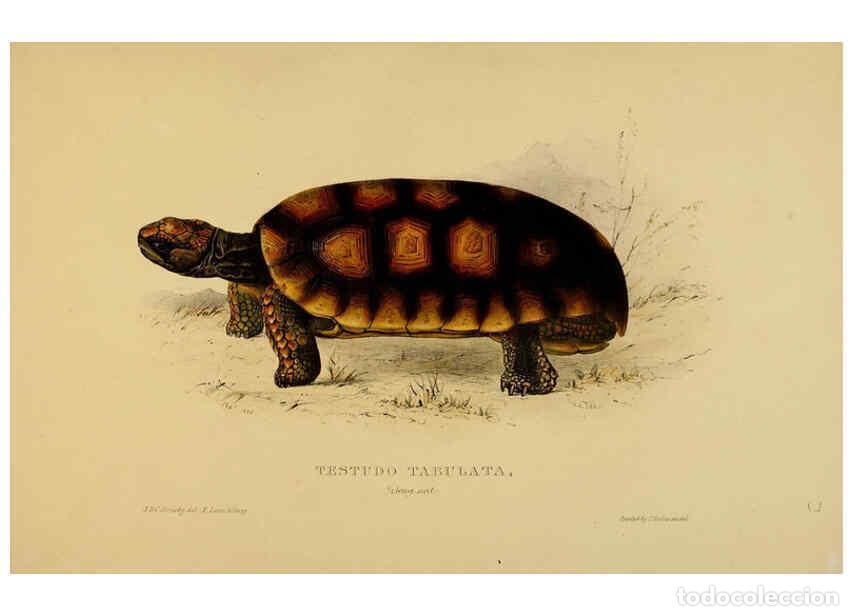Collectionnisme de Revues et Journaux: Reproducci&oacute;n/Reproduction 5977793155: Tortoises, terrapins, and turtles London, Paris, and Frankfort