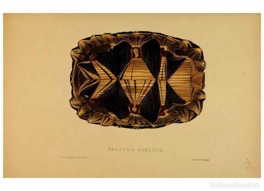 Collectionnisme de Revues et Journaux: Reproducci&oacute;n/Reproduction 5977795877: Tortoises, terrapins, and turtles London, Paris, and Frankfort