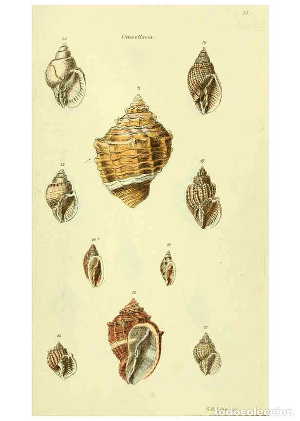 Collectionnisme de Revues et Journaux: Reproducci&oacute;n/Reproduction 5978511714: The conchological illustrations or, Coloured figures of all th