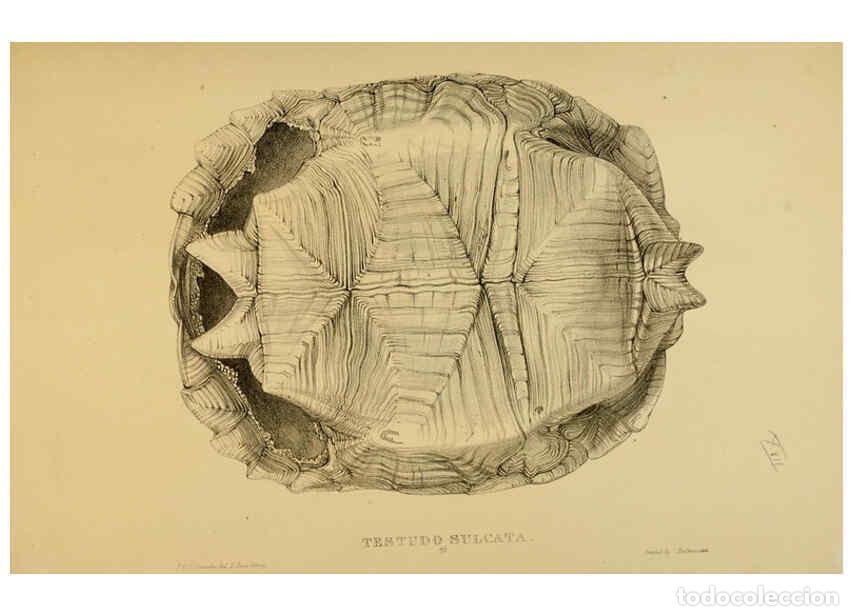 Collectionnisme de Revues et Journaux: Reproducci&oacute;n/Reproduction 5978358088: Tortoises, terrapins, and turtles London, Paris, and Frankfort