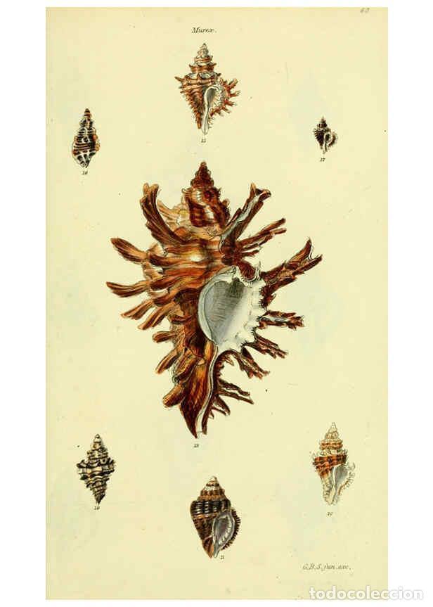 Collectionnisme de Revues et Journaux: Reproducci&oacute;n/Reproduction 5978513728: The conchological illustrations or, Coloured figures of all th