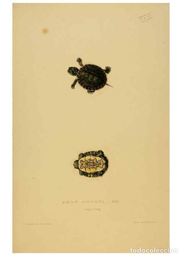 Collectionnisme de Revues et Journaux: Reproducci&oacute;n/Reproduction 5977849403: Tortoises, terrapins, and turtles London, Paris, and Frankfort