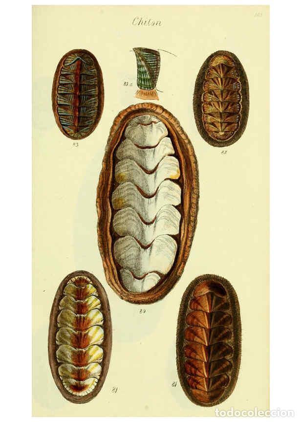 Collectionnisme de Revues et Journaux: Reproducci&oacute;n/Reproduction 5977914353: The conchological illustrations or, Coloured figures of all th