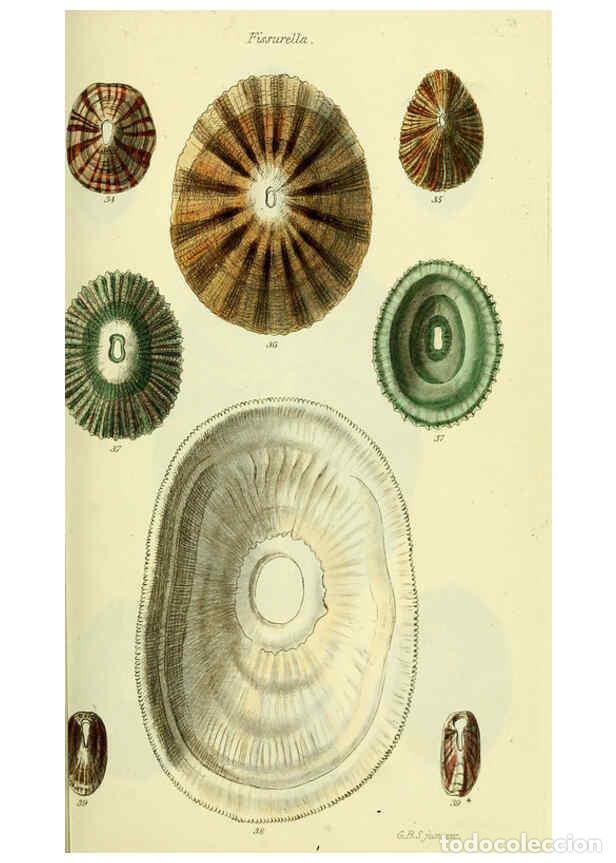 Collectionnisme de Revues et Journaux: Reproducci&oacute;n/Reproduction 5977927047: The conchological illustrations or, Coloured figures of all th