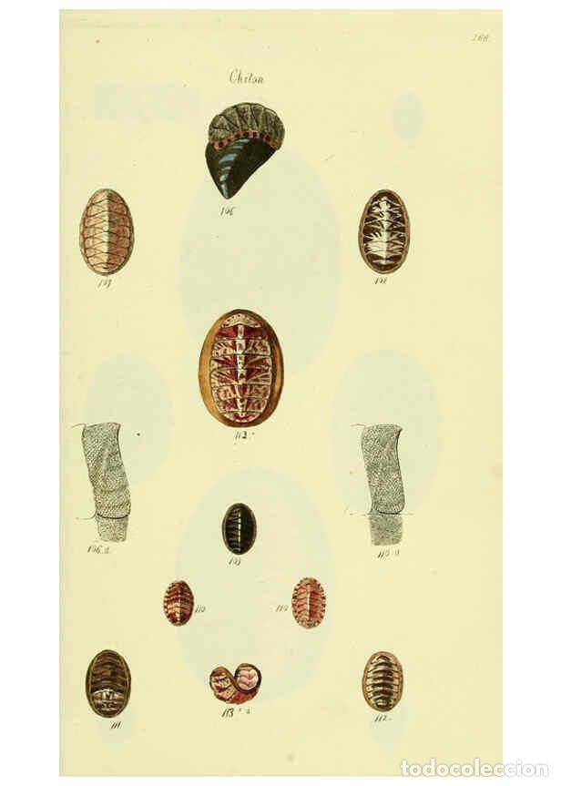 Collectionnisme de Revues et Journaux: Reproducci&oacute;n/Reproduction 5978474342: The conchological illustrations or, Coloured figures of all th