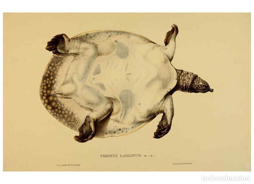 Collectionnisme de Revues et Journaux: Reproducci&oacute;n/Reproduction 5977852003: Tortoises, terrapins, and turtles London, Paris, and Frankfort