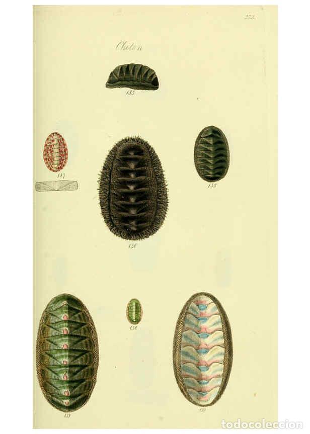 Collectionnisme de Revues et Journaux: Reproducci&oacute;n/Reproduction 5977917249: The conchological illustrations or, Coloured figures of all th
