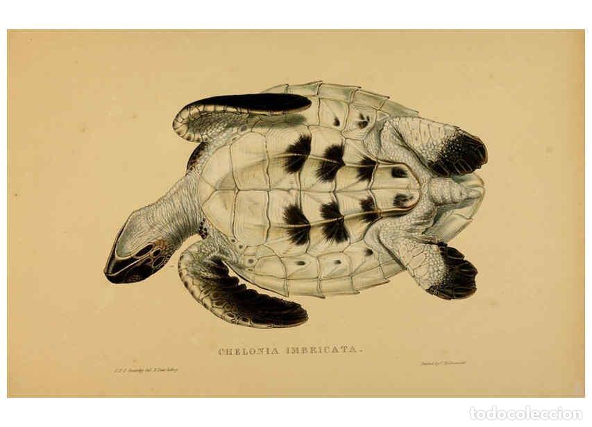 Collectionnisme de Revues et Journaux: Reproducci&oacute;n/Reproduction 5978413180: Tortoises, terrapins, and turtles London, Paris, and Frankfort