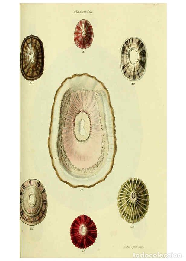 Collectionnisme de Revues et Journaux: Reproducci&oacute;n/Reproduction 5977919221: The conchological illustrations or, Coloured figures of all th