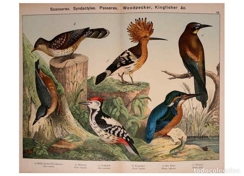 Colecionismo de Revistas e Jornais: Reproducci&oacute;n/Reproduction 5974387685: Natural history of the animal kingdom for the use of young peo