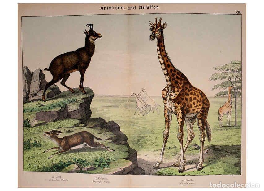 Colecionismo de Revistas e Jornais: Reproducci&oacute;n/Reproduction 5974374243: Natural history of the animal kingdom for the use of young peo