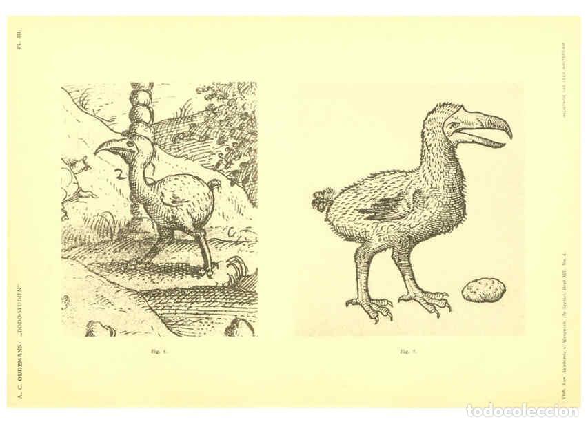 Colecionismo de Revistas e Jornais: Reproducci&oacute;n/Reproduction 5975284478: Dodo-studi&euml;n Amsterdam,J. M&uuml;ller,1917 - Anthonie Cornelis Oude
