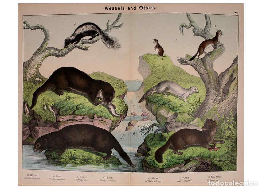 Colecionismo de Revistas e Jornais: Reproducci&oacute;n/Reproduction 5974929220: Natural history of the animal kingdom for the use of young peo