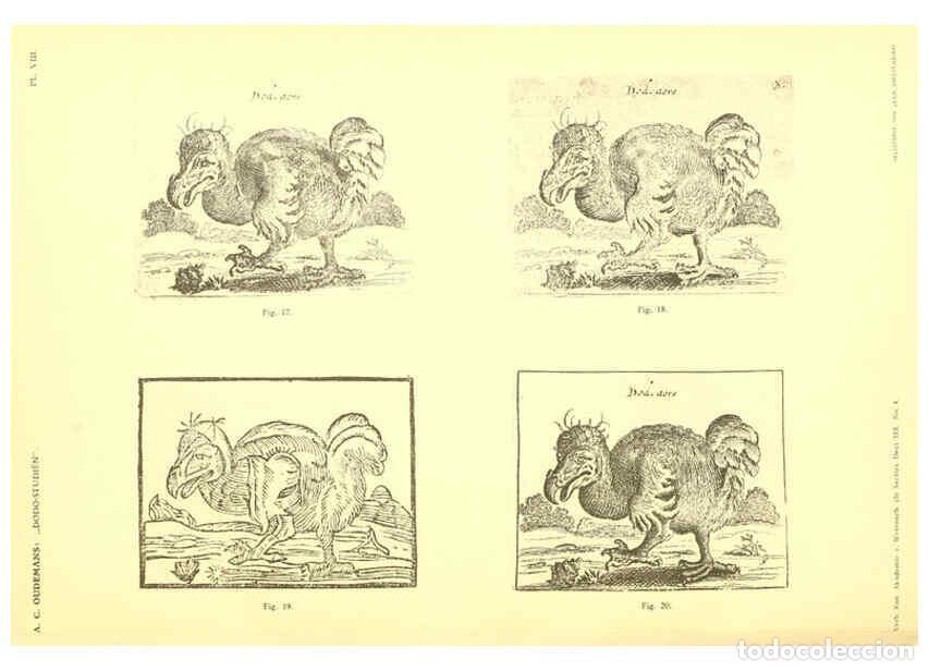 Colecionismo de Revistas e Jornais: Reproducci&oacute;n/Reproduction 5975286414: Dodo-studi&euml;n Amsterdam,J. M&uuml;ller,1917 - Anthonie Cornelis Oude