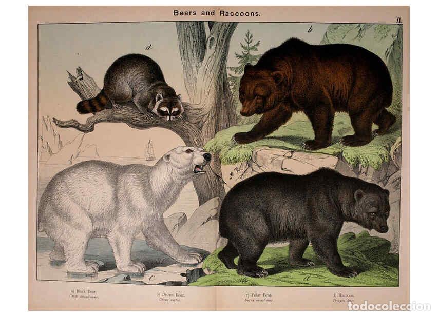 Colecionismo de Revistas e Jornais: Reproducci&oacute;n/Reproduction 5974370067: Natural history of the animal kingdom for the use of young peo