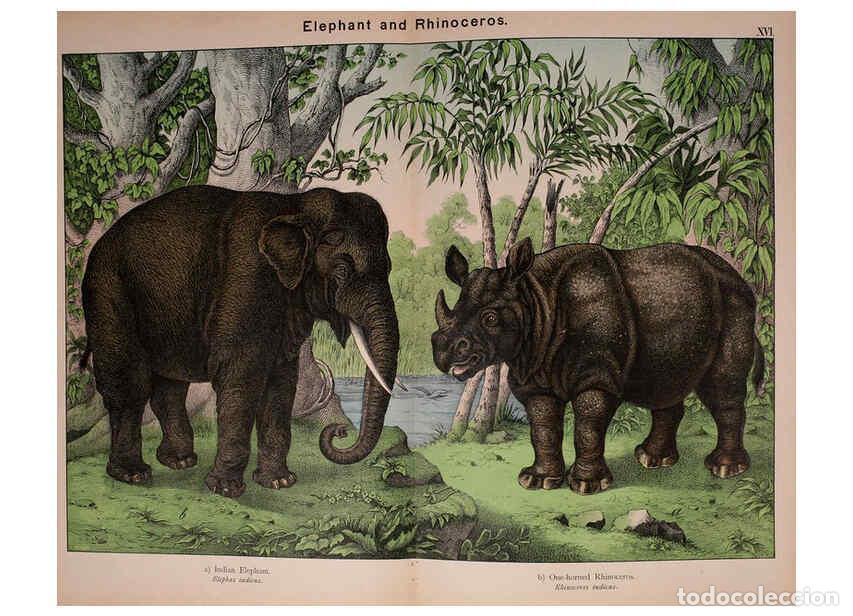 Colecionismo de Revistas e Jornais: Reproducci&oacute;n/Reproduction 5974372055: Natural history of the animal kingdom for the use of young peo