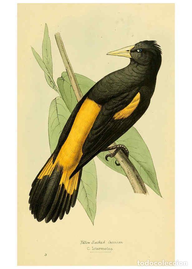 Colecionismo de Revistas e Jornais: Reproducci&oacute;n/Reproduction 5977212327: A selection of the birds of Brazil and Mexico : the drawings L