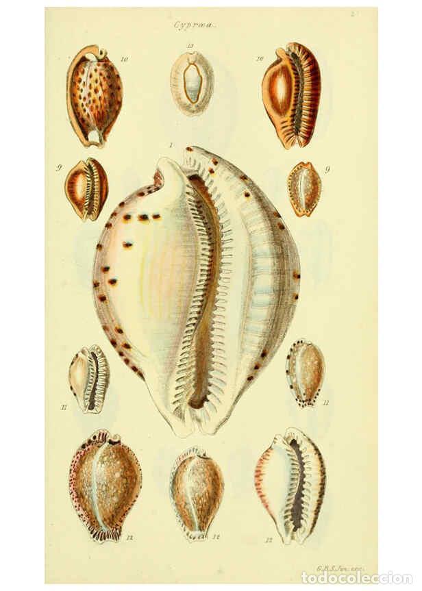 Colecionismo de Revistas e Jornais: Reproducci&oacute;n/Reproduction 5977968649: The conchological illustrations or, Coloured figures of all th