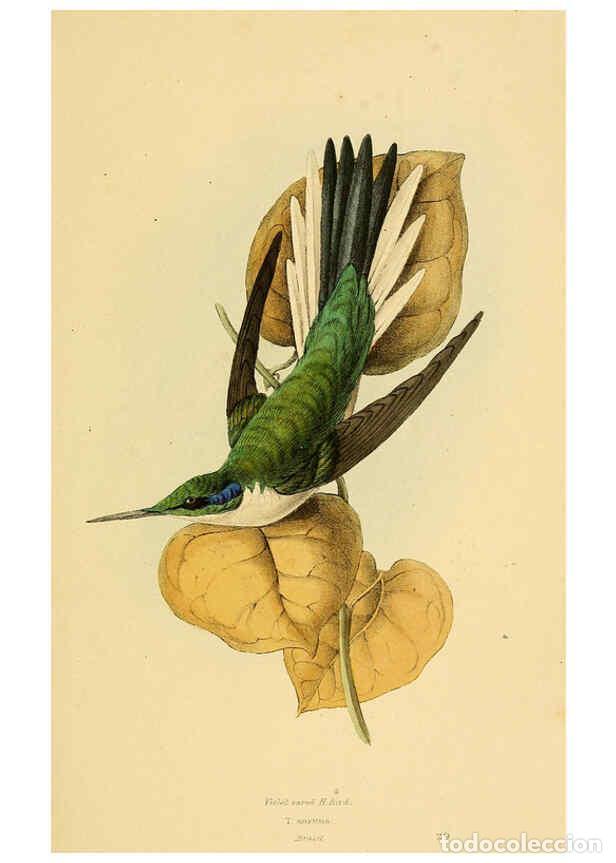 Colecionismo de Revistas e Jornais: Reproducci&oacute;n/Reproduction 5977780242: A selection of the birds of Brazil and Mexico : the drawings L