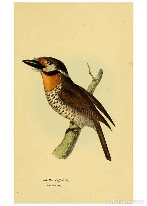 Colecionismo de Revistas e Jornais: Reproducci&oacute;n/Reproduction 5977213601: A selection of the birds of Brazil and Mexico : the drawings L