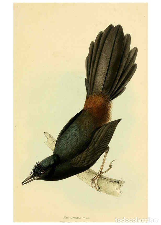 Colecionismo de Revistas e Jornais: Reproducci&oacute;n/Reproduction 5977228407: A selection of the birds of Brazil and Mexico : the drawings L