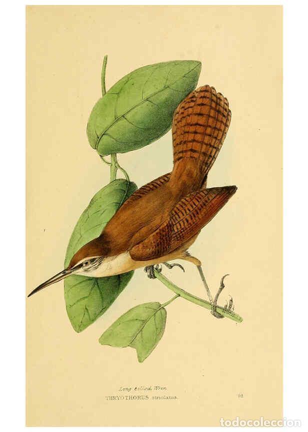 Colecionismo de Revistas e Jornais: Reproducci&oacute;n/Reproduction 5977777514: A selection of the birds of Brazil and Mexico : the drawings L