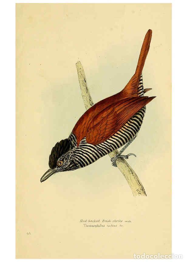 Colecionismo de Revistas e Jornais: Reproducci&oacute;n/Reproduction 5977230505: A selection of the birds of Brazil and Mexico : the drawings L