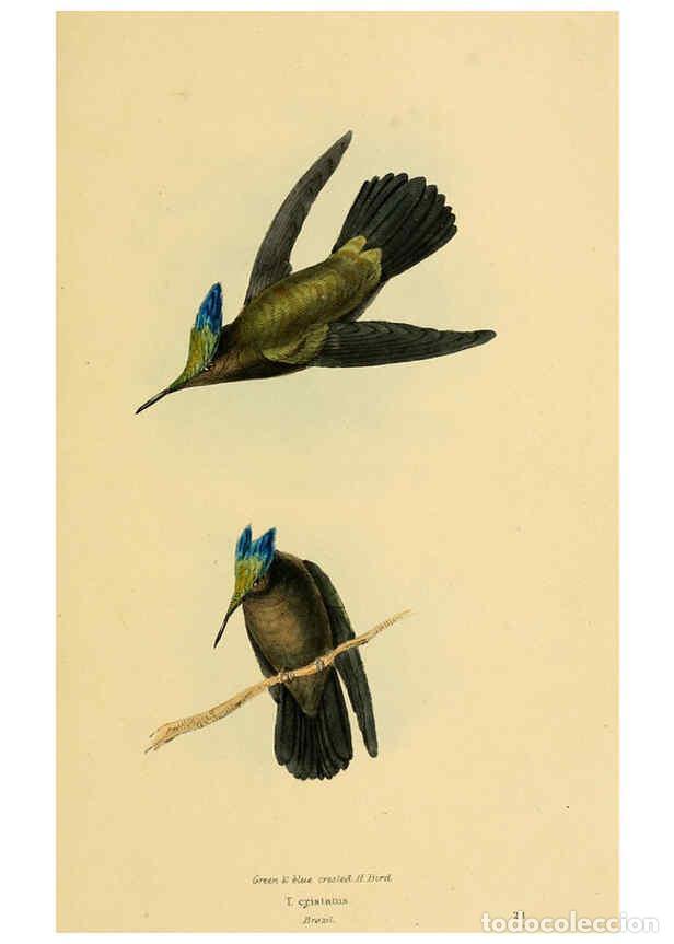 Colecionismo de Revistas e Jornais: Reproducci&oacute;n/Reproduction 5977215349: A selection of the birds of Brazil and Mexico : the drawings L