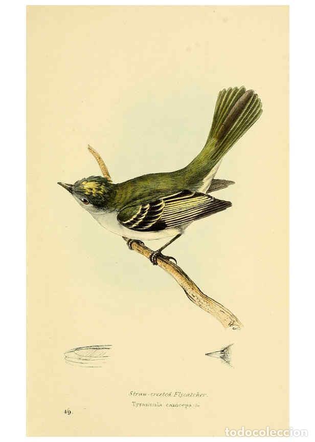 Colecionismo de Revistas e Jornais: Reproducci&oacute;n/Reproduction 5977227173: A selection of the birds of Brazil and Mexico : the drawings L