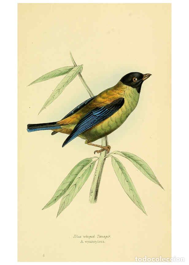 Colecionismo de Revistas e Jornais: Reproducci&oacute;n/Reproduction 5977776160: A selection of the birds of Brazil and Mexico : the drawings L