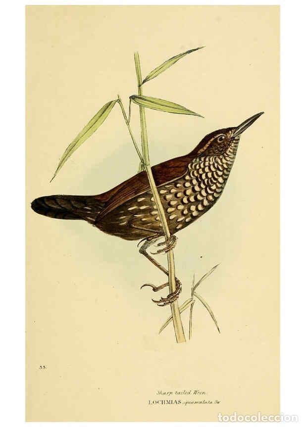 Colecionismo de Revistas e Jornais: Reproducci&oacute;n/Reproduction 5977218047: A selection of the birds of Brazil and Mexico : the drawings L