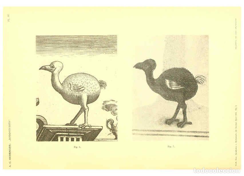 Colecionismo de Revistas e Jornais: Reproducci&oacute;n/Reproduction 5974724145: Dodo-studi&euml;n Amsterdam,J. M&uuml;ller,1917 - Anthonie Cornelis Oude