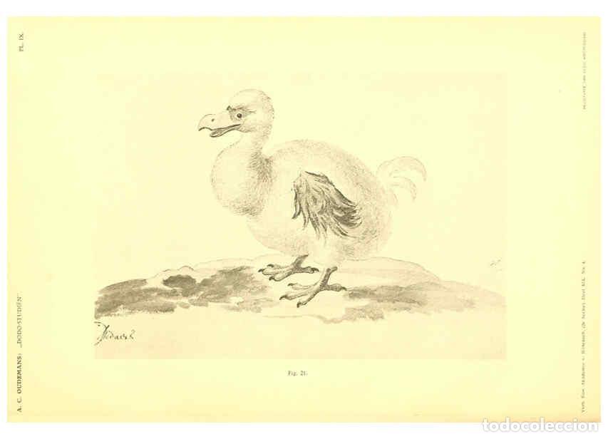 Colecionismo de Revistas e Jornais: Reproducci&oacute;n/Reproduction 5974726203: Dodo-studi&euml;n Amsterdam,J. M&uuml;ller,1917 - Anthonie Cornelis Oude