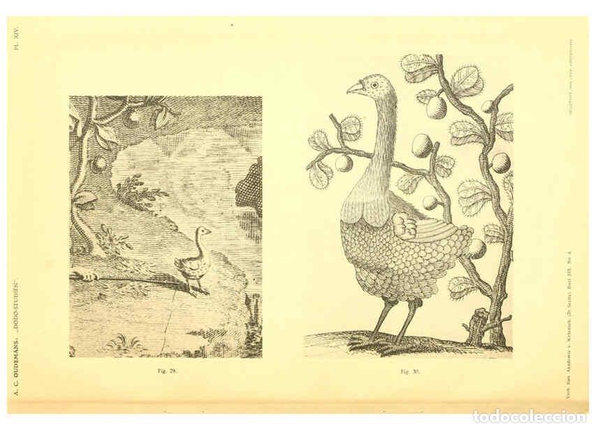 Colecionismo de Revistas e Jornais: Reproducci&oacute;n/Reproduction 5975288916: Dodo-studi&euml;n Amsterdam,J. M&uuml;ller,1917 - Anthonie Cornelis Oude