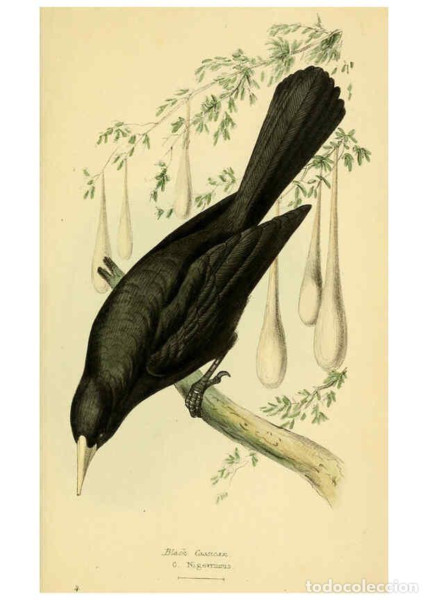 Colecionismo de Revistas e Jornais: Reproducci&oacute;n/Reproduction 5977775548: A selection of the birds of Brazil and Mexico : the drawings L