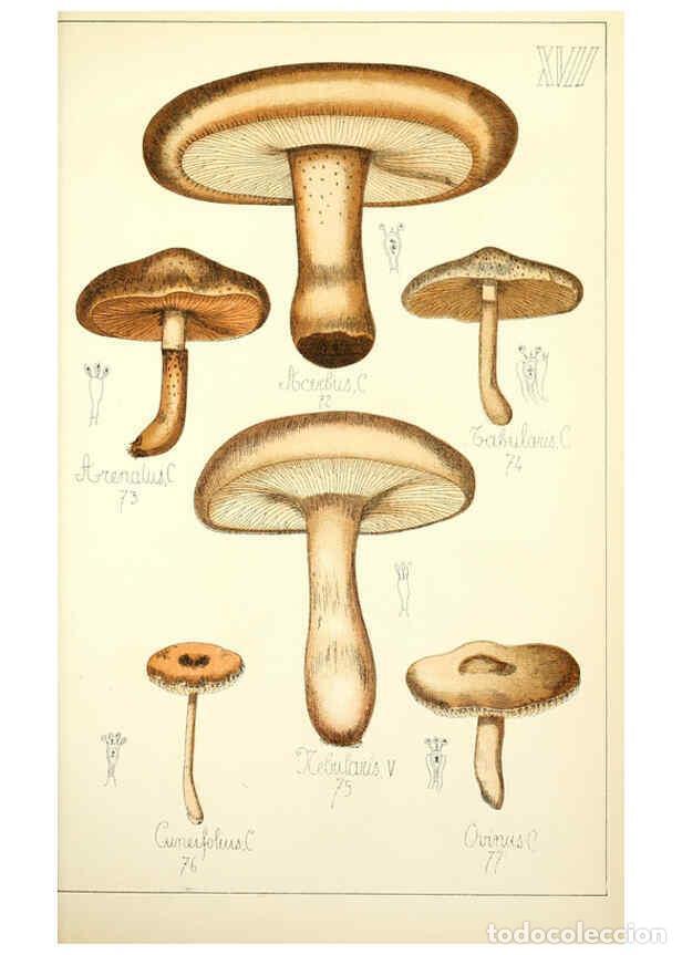 Coleccionismo de Revistas y Peri&oacute;dicos: Reproducci&oacute;n/Reproduction 5975227476: Histoire naturelle des champignons comestibles et v&eacute;n&eacute;neux Par
