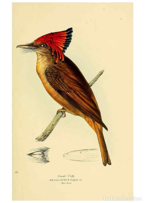 Coleccionismo de Revistas y Peri&oacute;dicos: Reproducci&oacute;n/Reproduction 5977227481: A selection of the birds of Brazil and Mexico : the drawings L