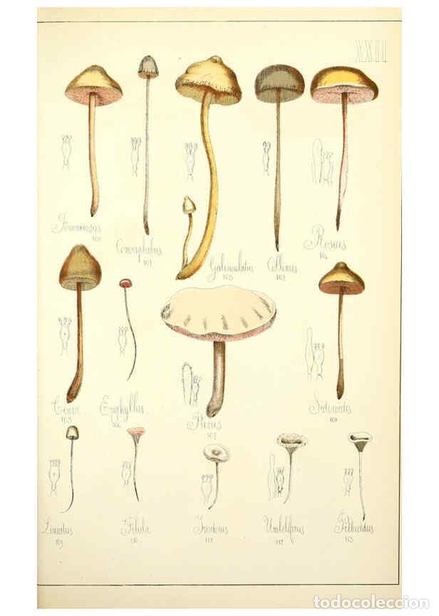 Coleccionismo de Revistas y Peri&oacute;dicos: Reproducci&oacute;n/Reproduction 5975229596: Histoire naturelle des champignons comestibles et v&eacute;n&eacute;neux Par