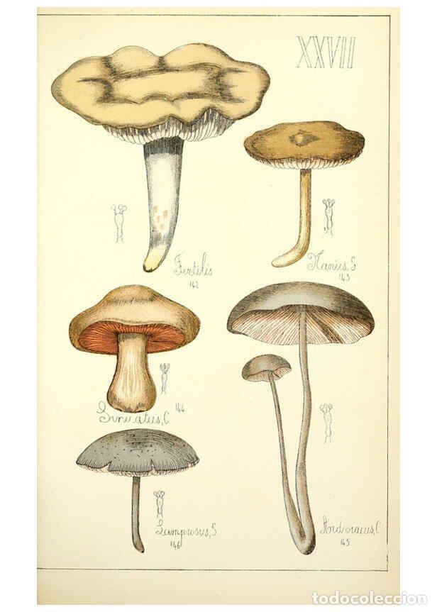 Coleccionismo de Revistas y Peri&oacute;dicos: Reproducci&oacute;n/Reproduction 5974671299: Histoire naturelle des champignons comestibles et v&eacute;n&eacute;neux Par