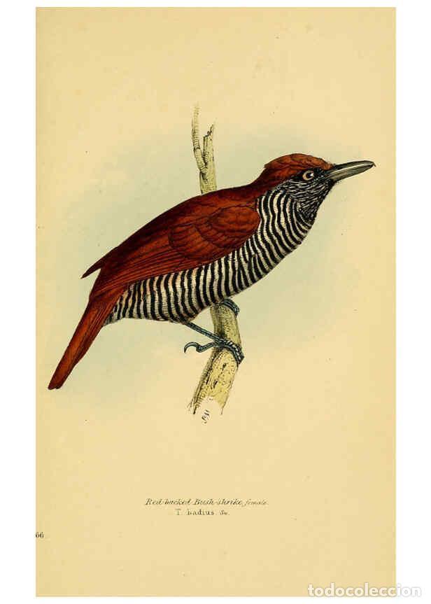 Coleccionismo de Revistas y Peri&oacute;dicos: Reproducci&oacute;n/Reproduction 5977793876: A selection of the birds of Brazil and Mexico : the drawings L