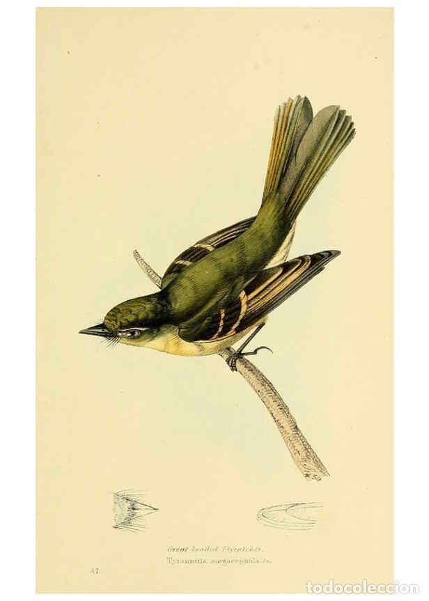 Coleccionismo de Revistas y Peri&oacute;dicos: Reproducci&oacute;n/Reproduction 5977790050: A selection of the birds of Brazil and Mexico : the drawings L