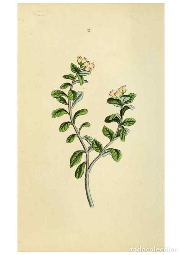 Coleccionismo de Revistas y Peri&oacute;dicos: Reproducci&oacute;n/Reproduction 5974532399: Flora and Thalia; or, Gems of flowers and poetry: being an al