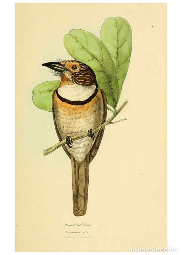 Coleccionismo de Revistas y Peri&oacute;dicos: Reproducci&oacute;n/Reproduction 5977781266: A selection of the birds of Brazil and Mexico : the drawings L