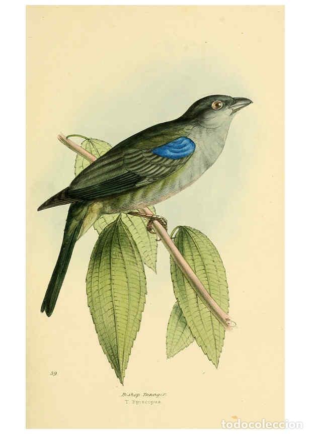 Coleccionismo de Revistas y Peri&oacute;dicos: Reproducci&oacute;n/Reproduction 5977785882: A selection of the birds of Brazil and Mexico : the drawings L