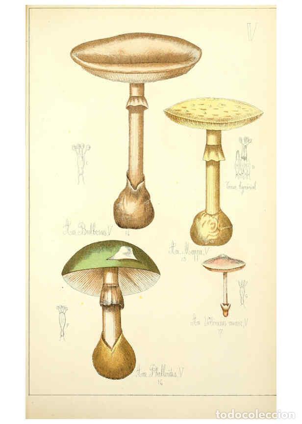 Coleccionismo de Revistas y Peri&oacute;dicos: Reproducci&oacute;n/Reproduction 5974661239: Histoire naturelle des champignons comestibles et v&eacute;n&eacute;neux Par