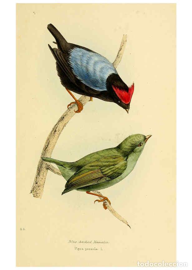 Coleccionismo de Revistas y Peri&oacute;dicos: Reproducci&oacute;n/Reproduction 5977226139: A selection of the birds of Brazil and Mexico : the drawings L