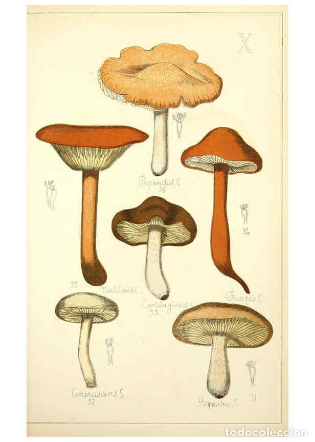 Coleccionismo de Revistas y Peri&oacute;dicos: Reproducci&oacute;n/Reproduction 5974663867: Histoire naturelle des champignons comestibles et v&eacute;n&eacute;neux Par