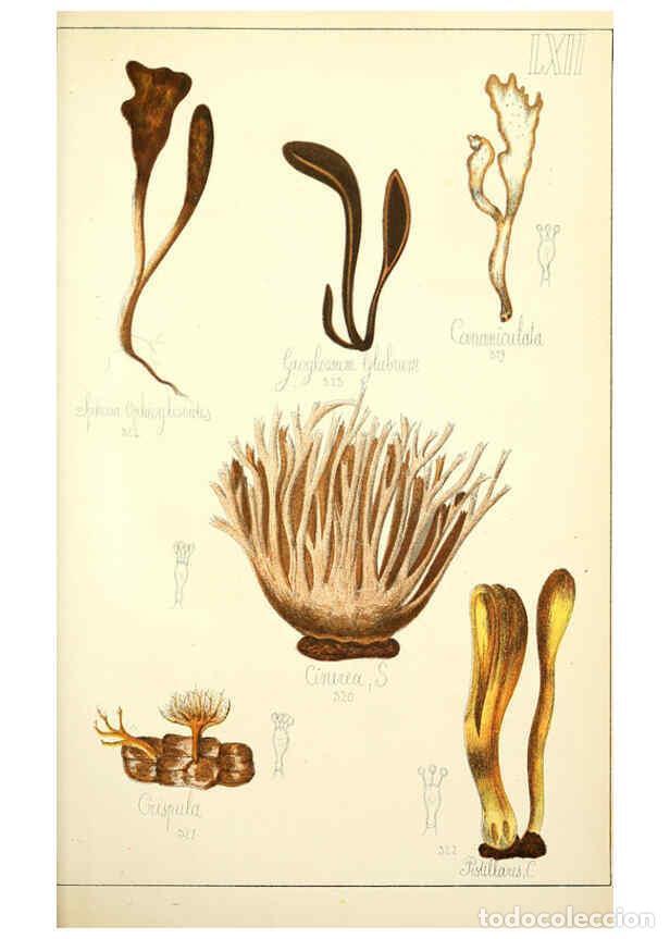 Sammeln von Zeitschriften und Zeitungen: Reproducci&oacute;n/Reproduction 5974685003: Histoire naturelle des champignons comestibles et v&eacute;n&eacute;neux Par